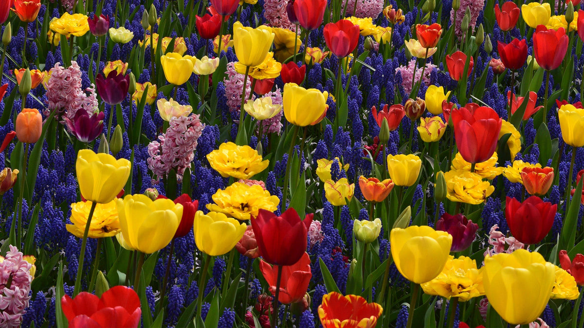 Bulbs