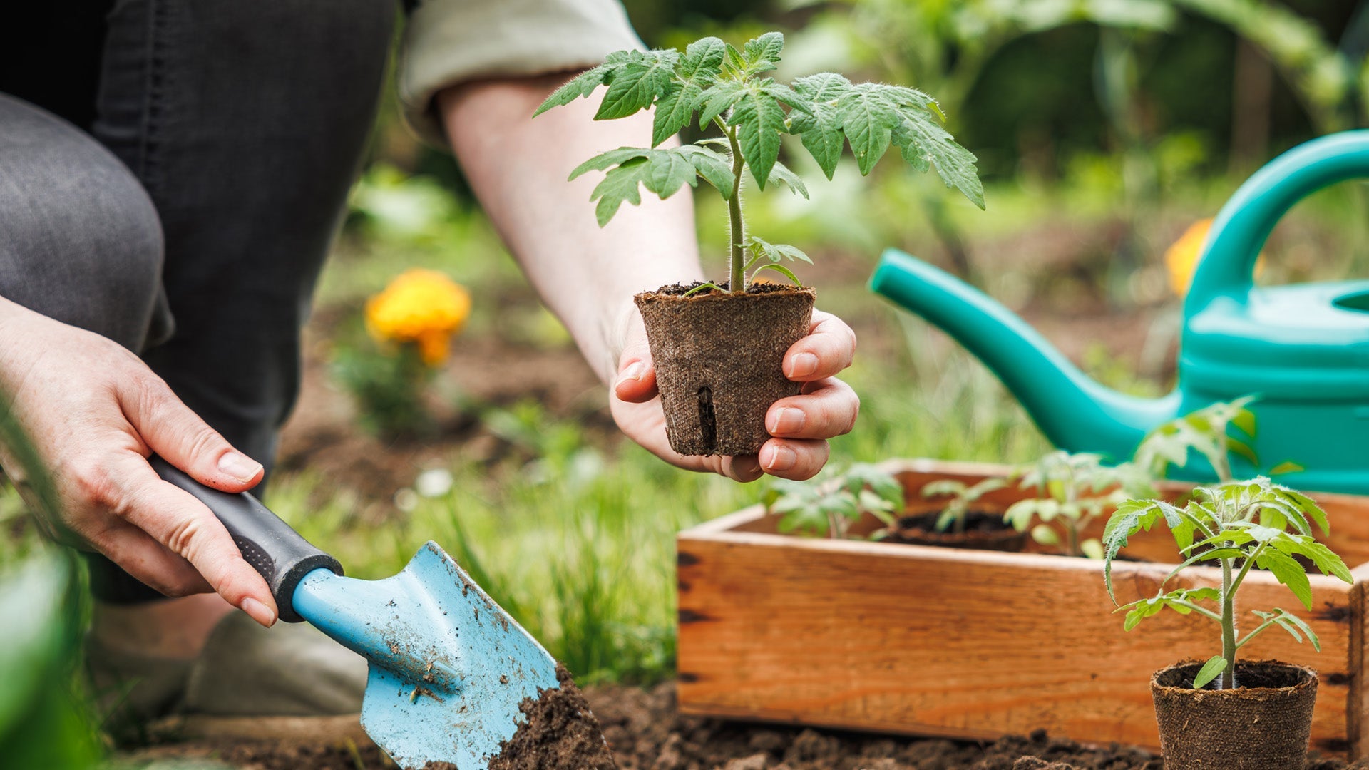 Non-GMO Plants