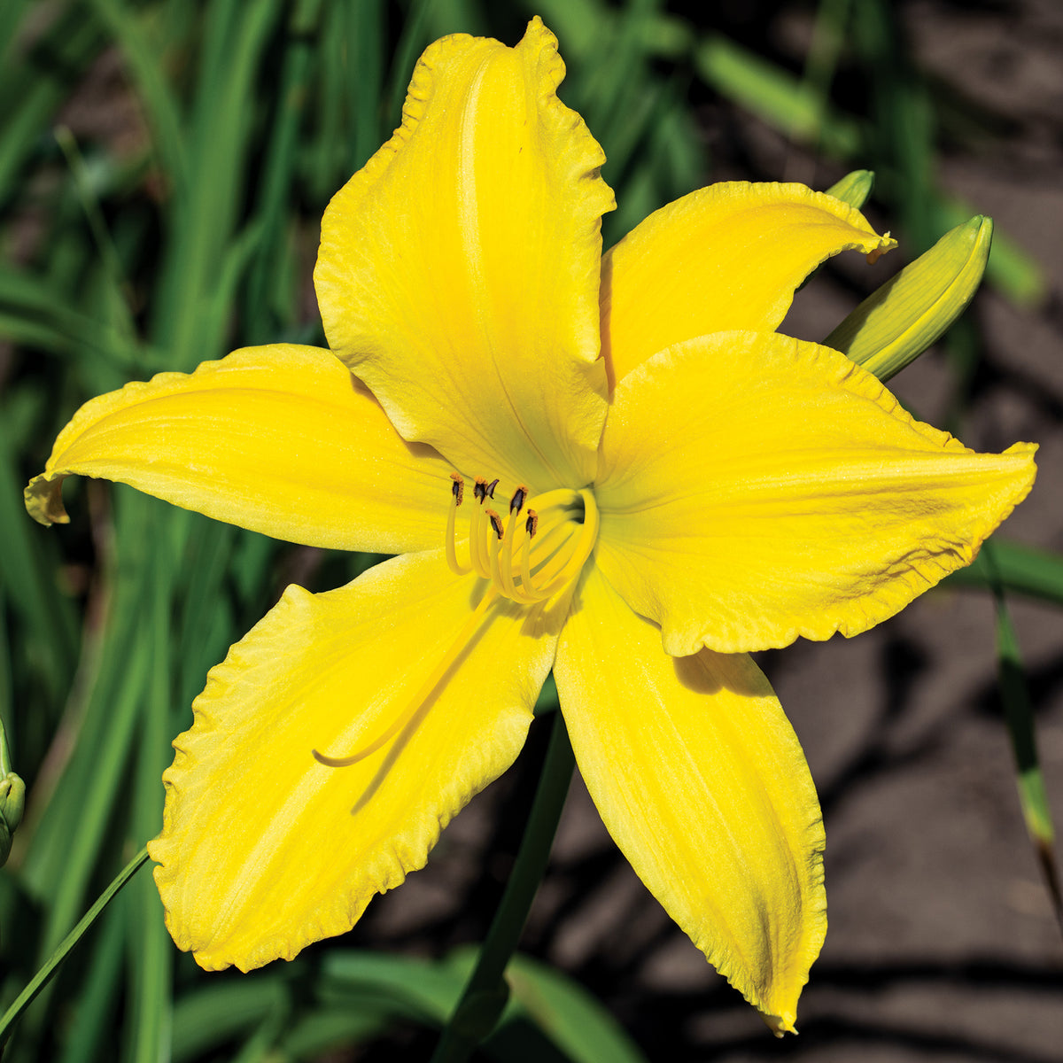 Daylily, Yellow Mammoth