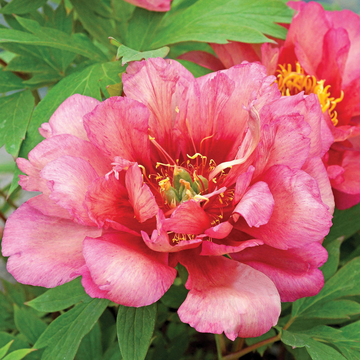 Peony, Hillary