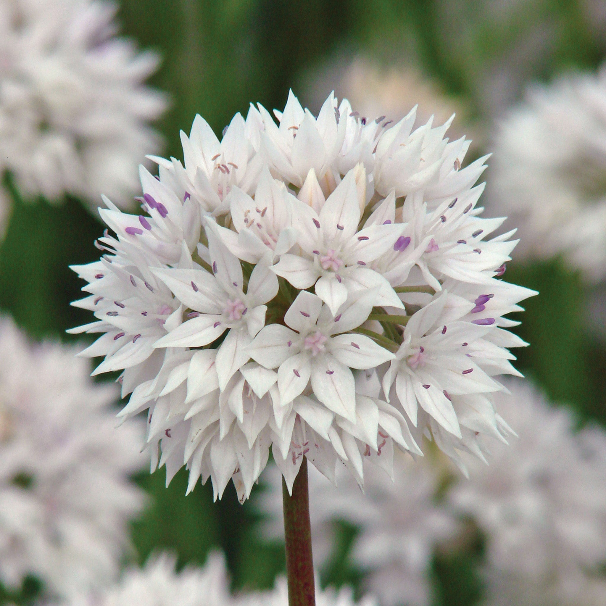 Allium, Graceful Beauty, 12 Pack