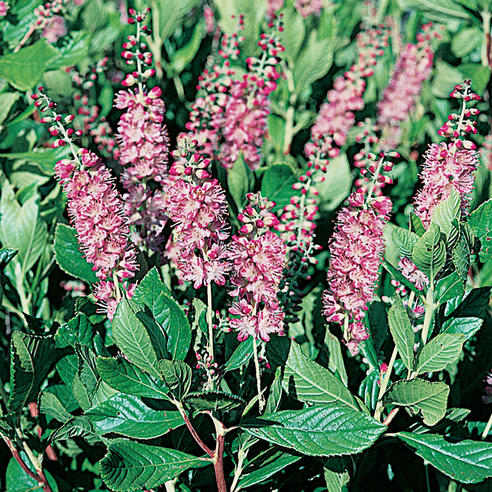Summersweet, Ruby Spice