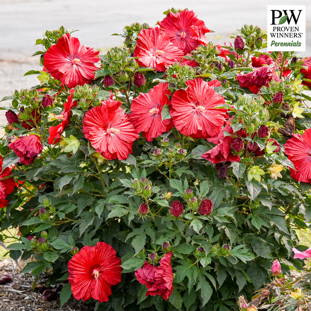 Hibiscus, Summerific® Garnet Globes