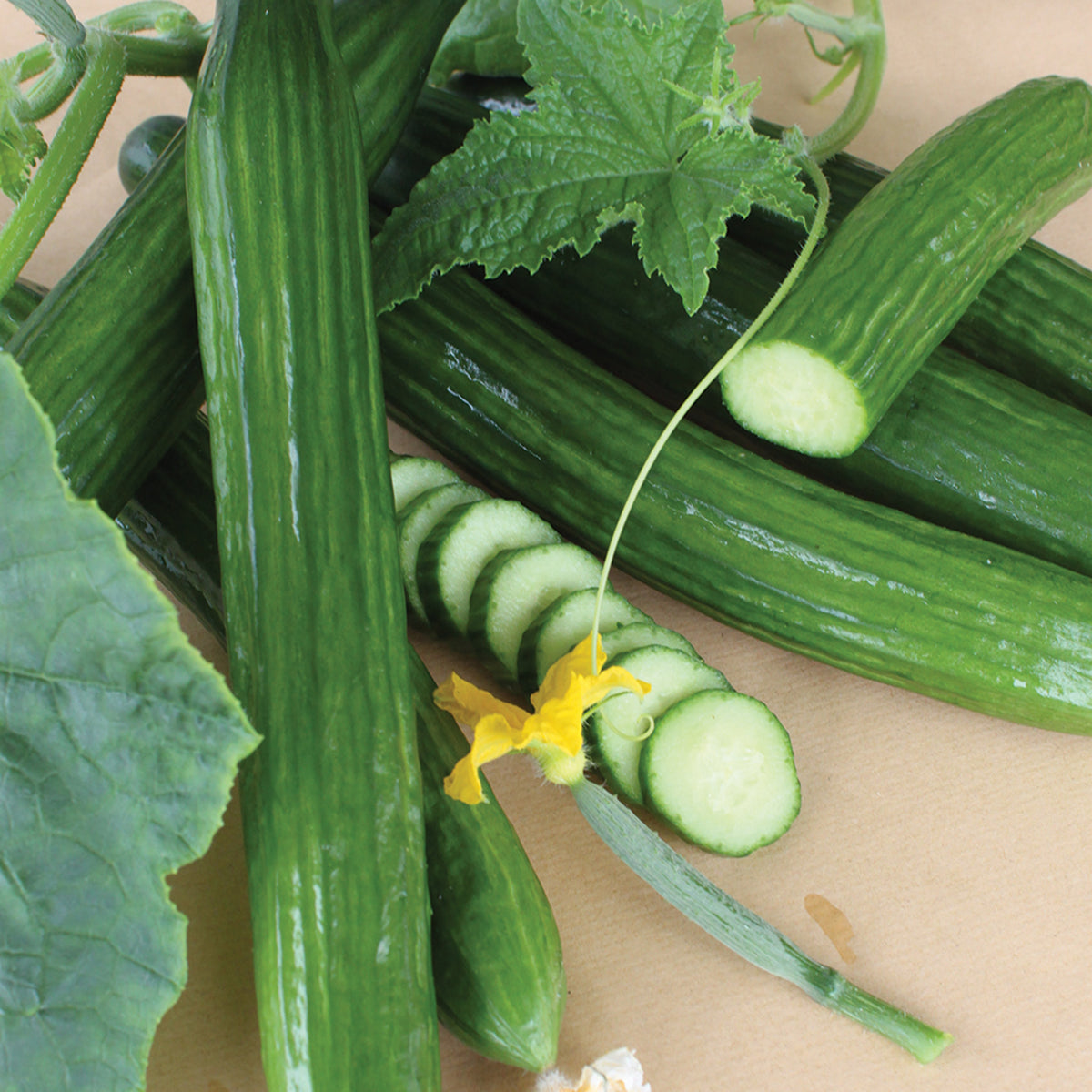 Cucumber, Kosara Hybrid