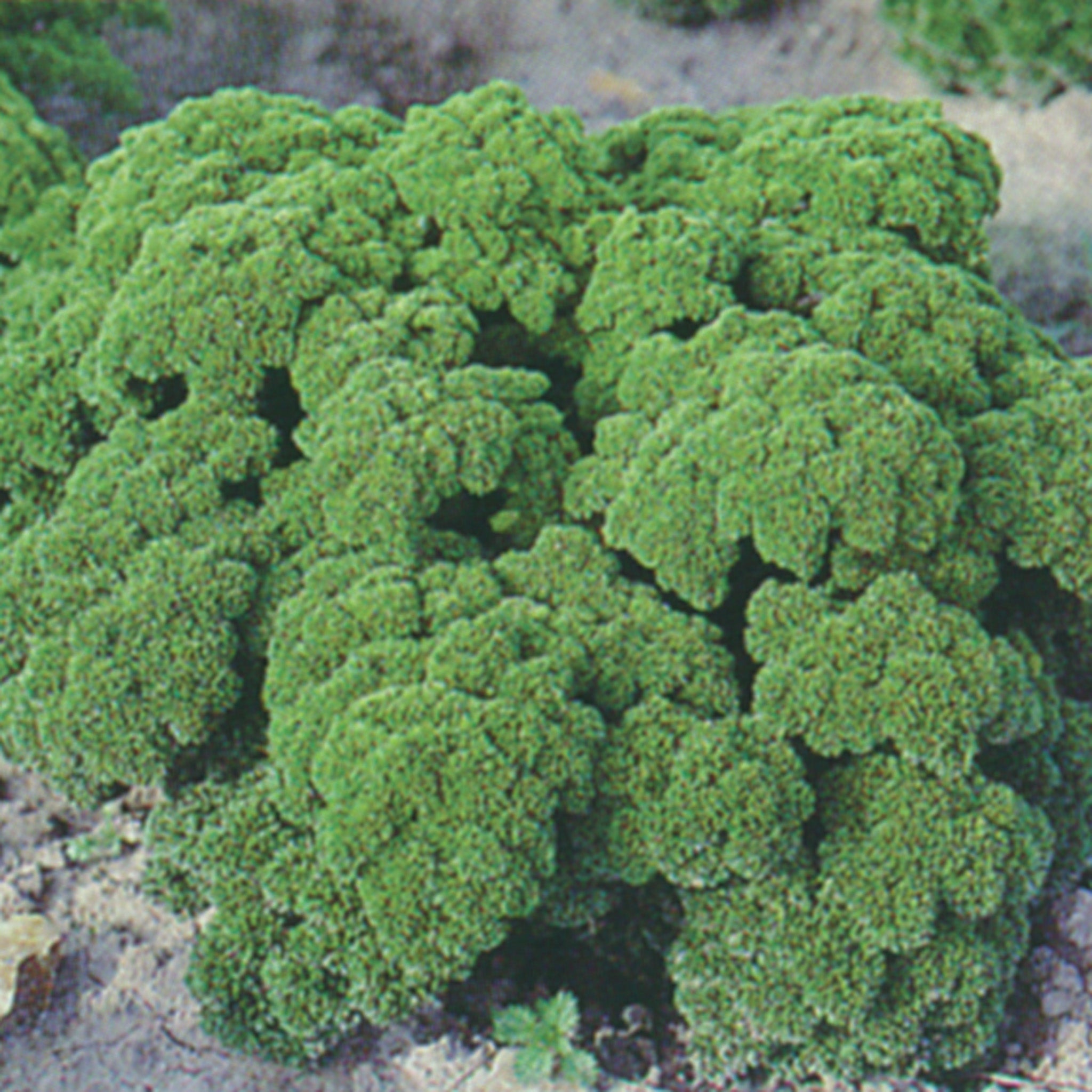 Parsley, Moss Curled