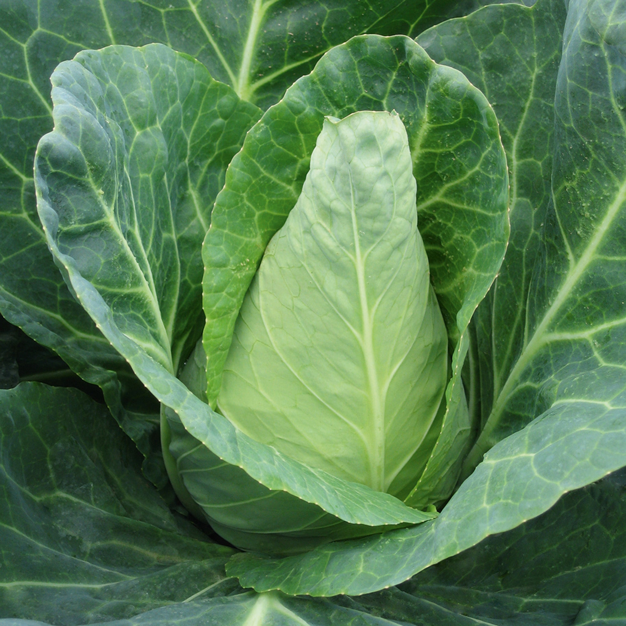 Cabbage, Caraflex Hybrid