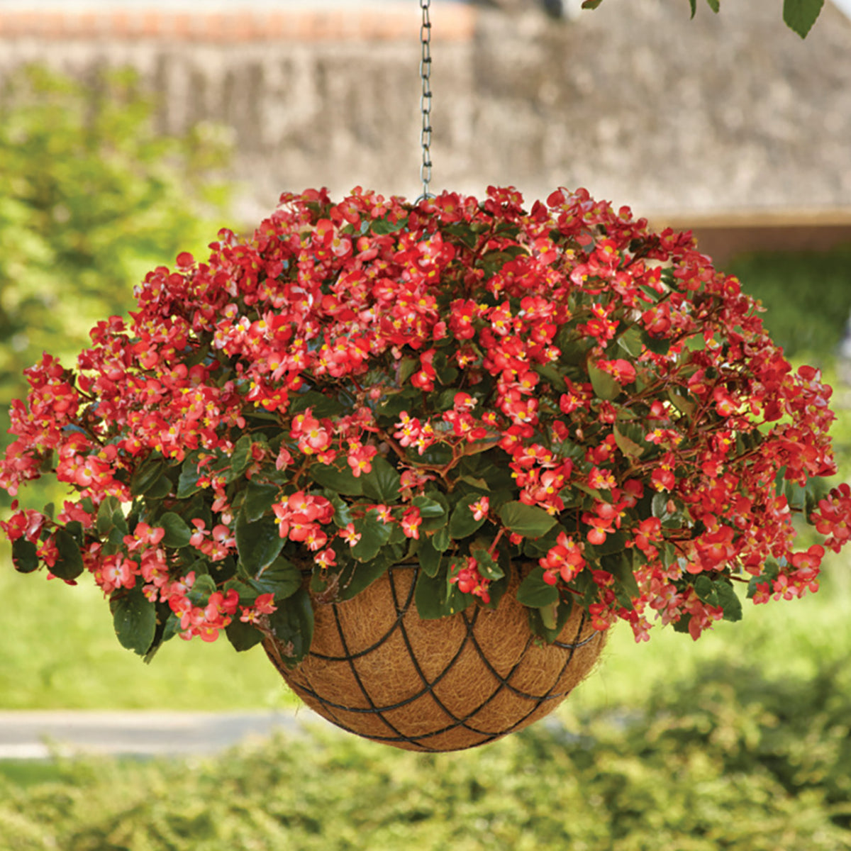 Begonia, Hula™ Bicolor Red White Hybrid