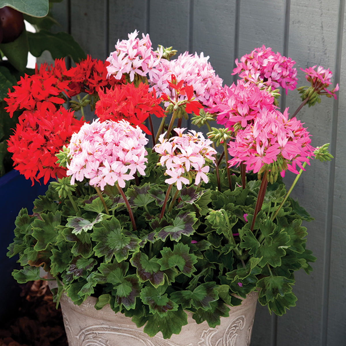Geranium, Quantum™ Mix Hybrid