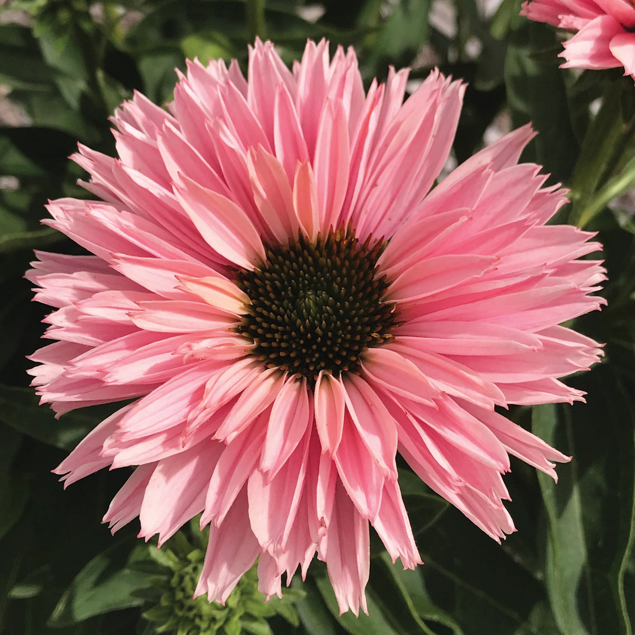 Echinacea, SunSeekers® Salmon