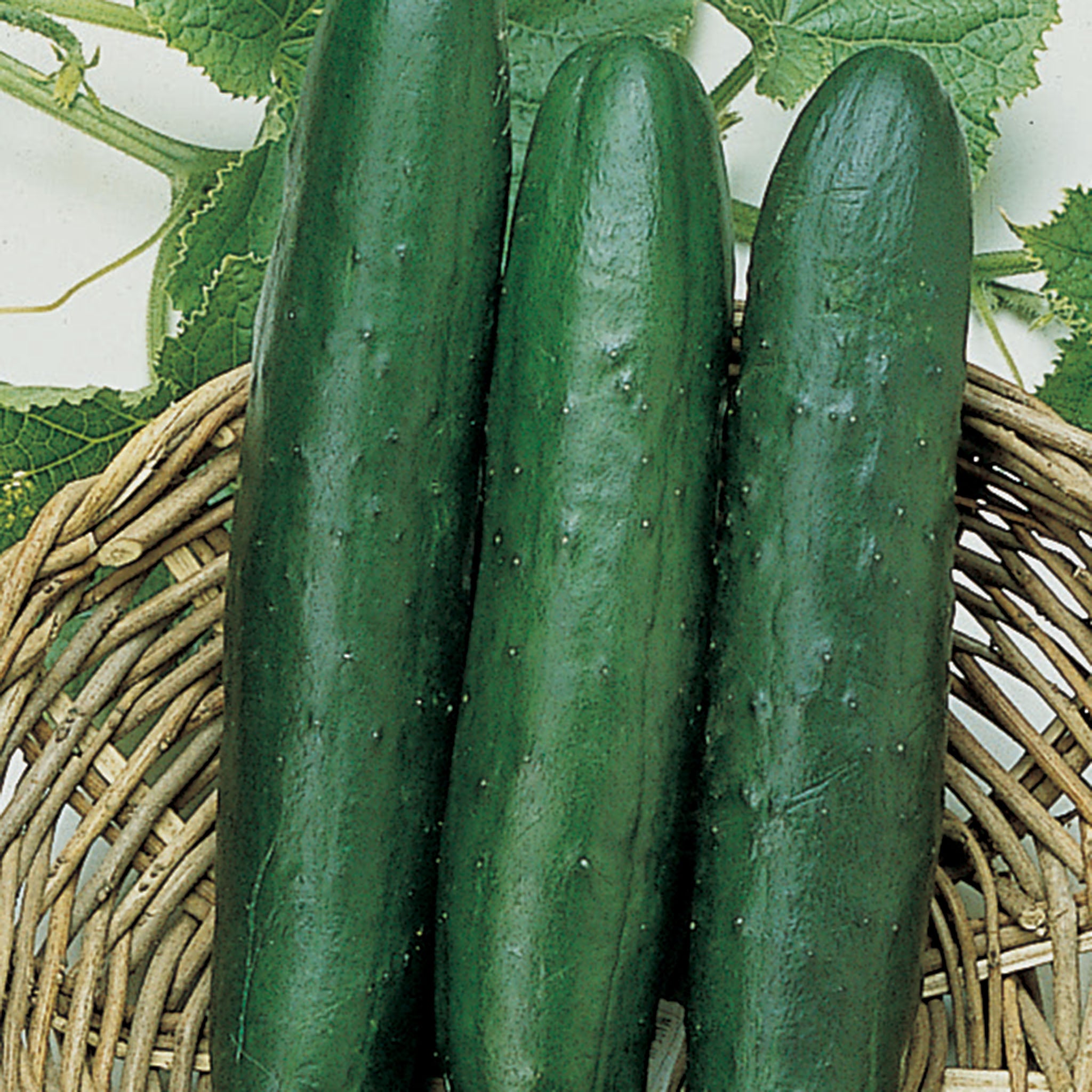 Cucumber, Sweet Slice Hybrid