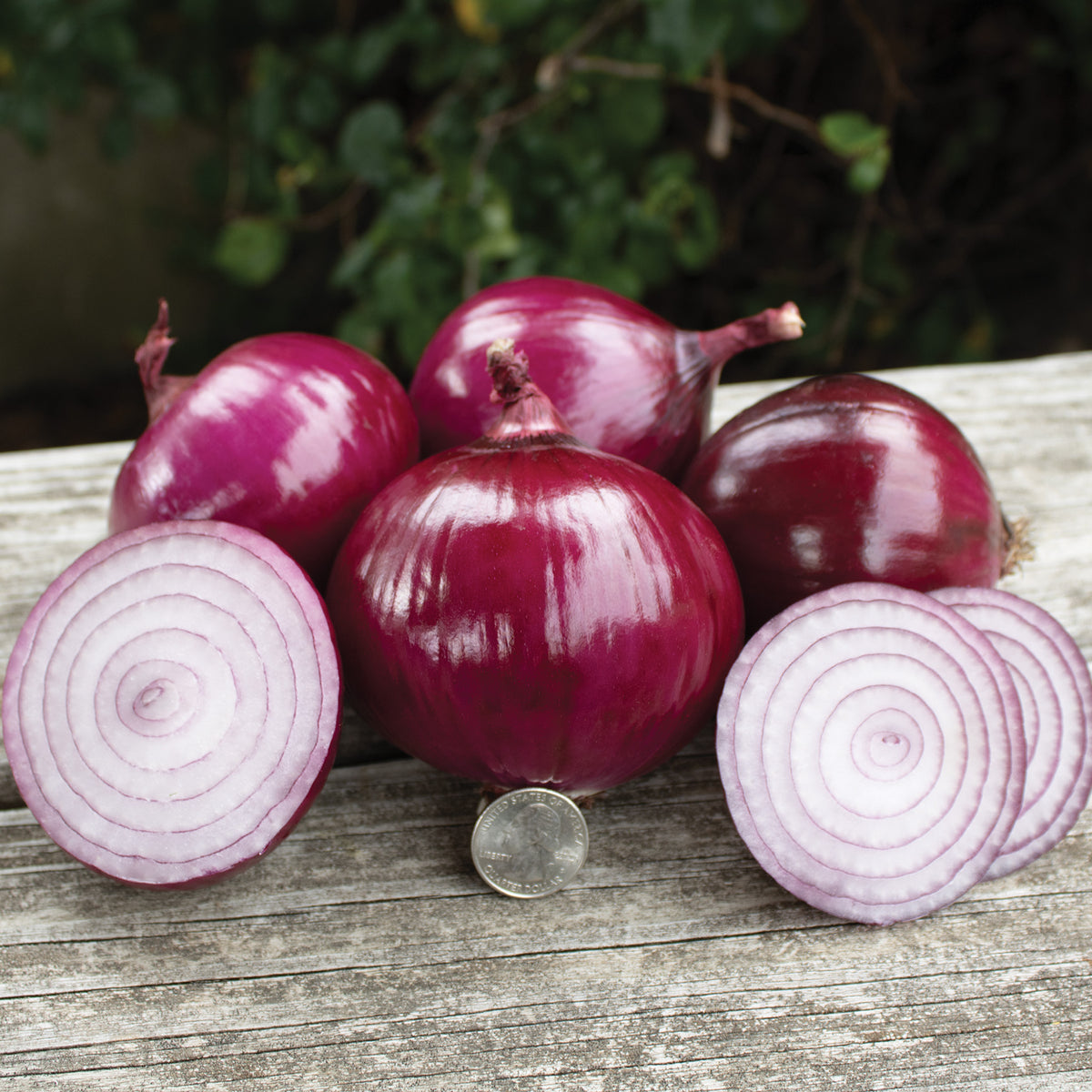 Onion, Red Candy Apple, Bunch of 40-50