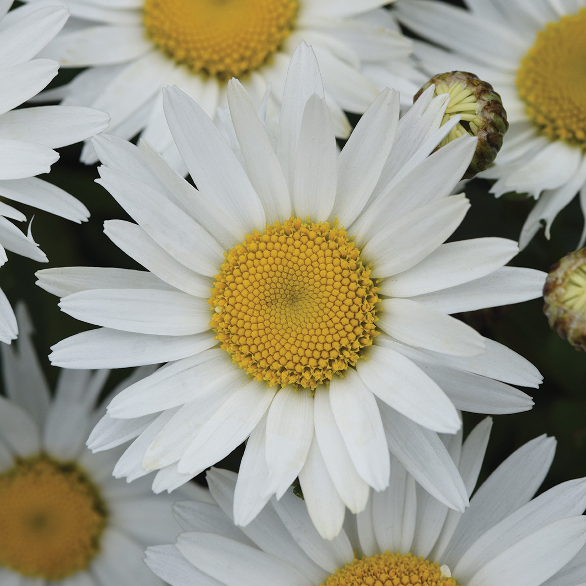 Shasta Daisy, Madonna