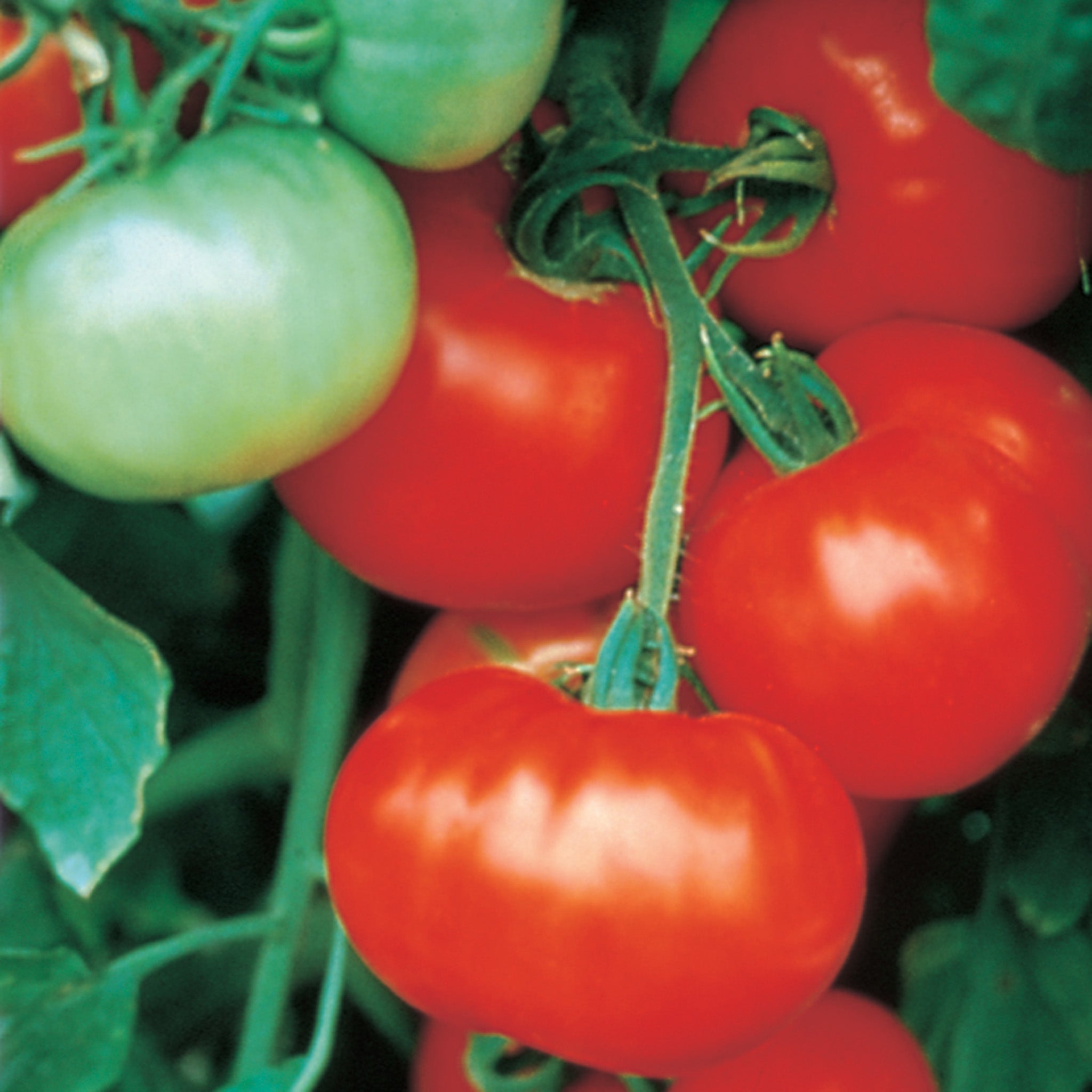 Tomato, Super Fantastic Hybrid