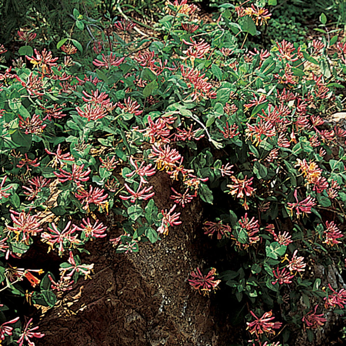 Honeysuckle, Goldflame