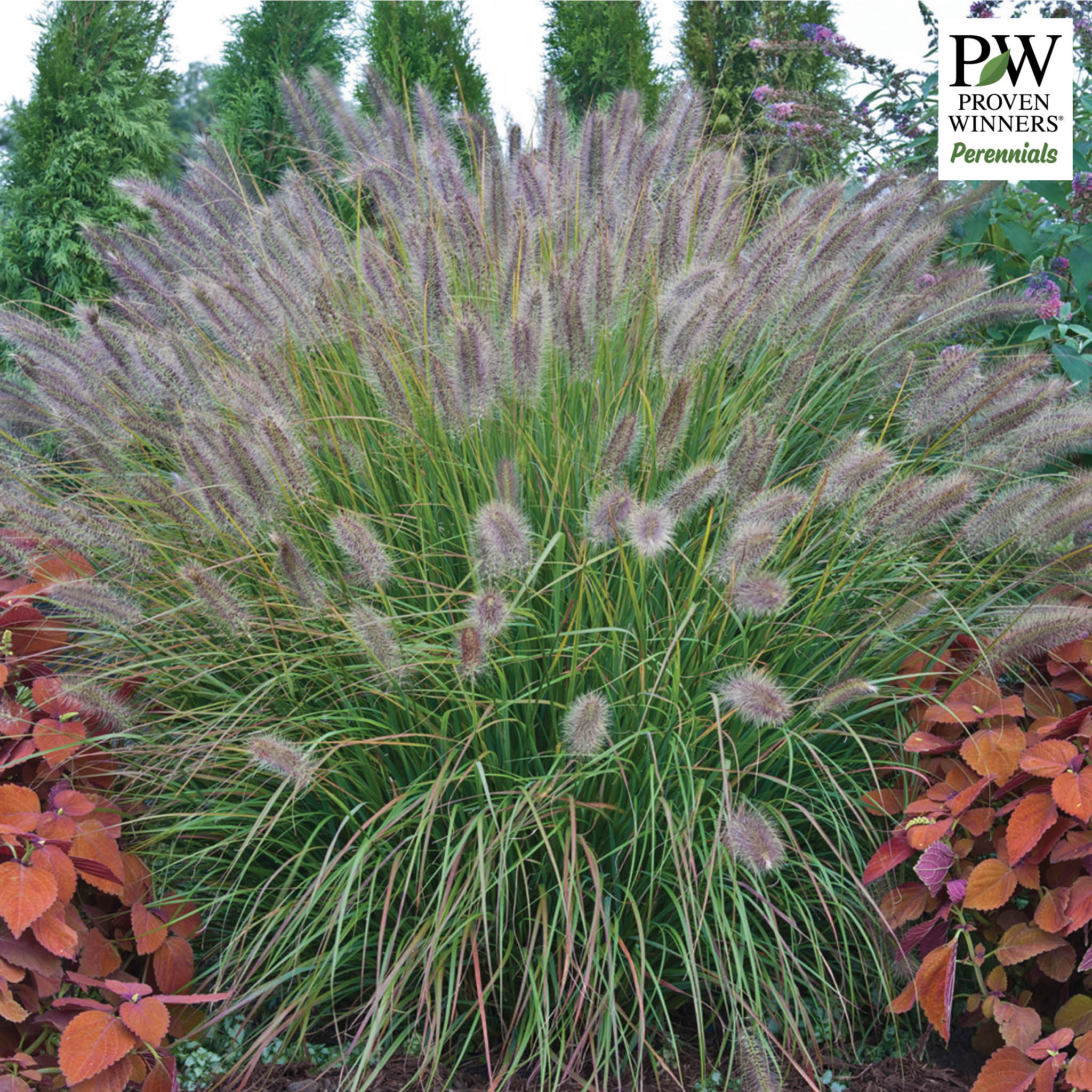Grass, Prairie Winds® Desert Plains Fountain