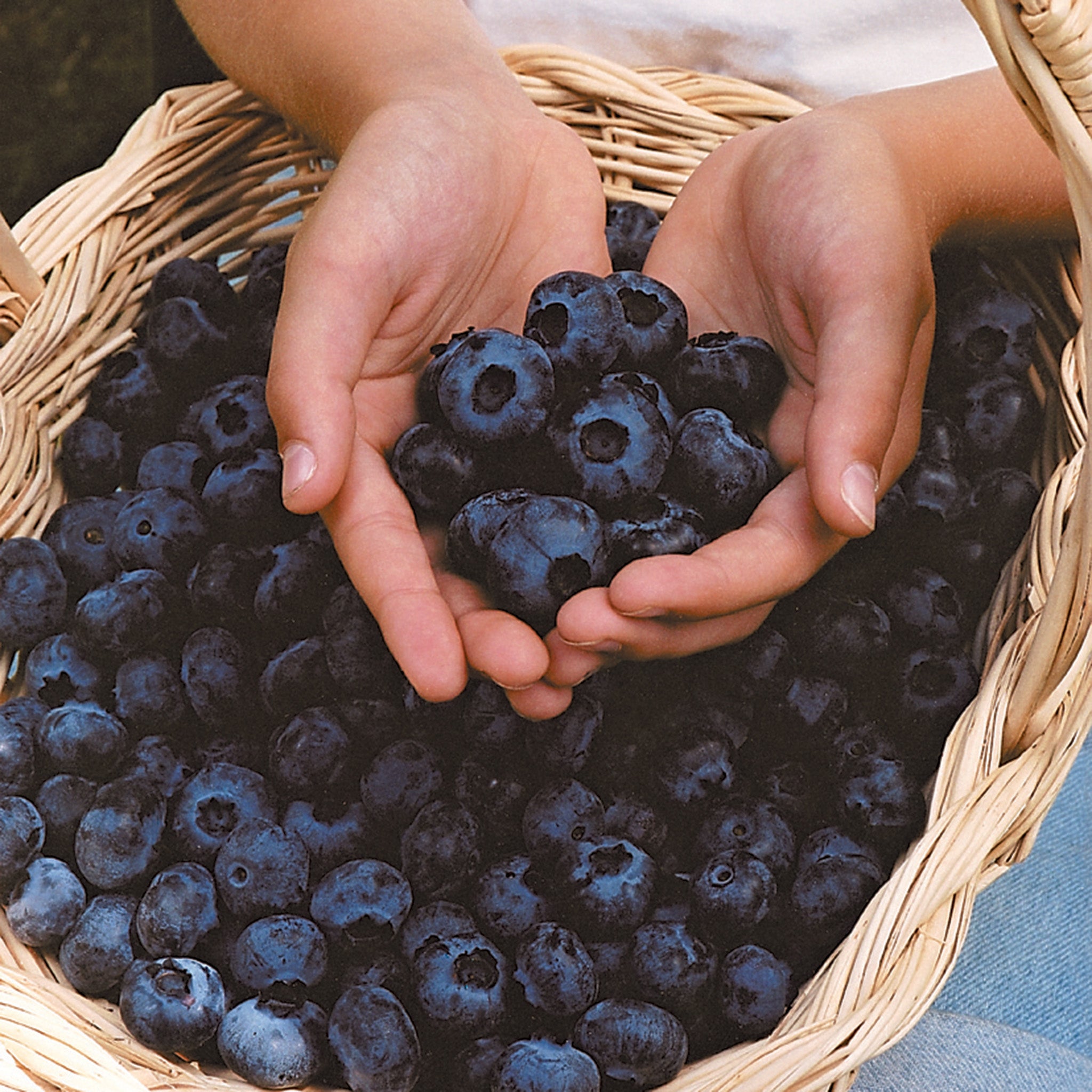 Blueberry, Chandler