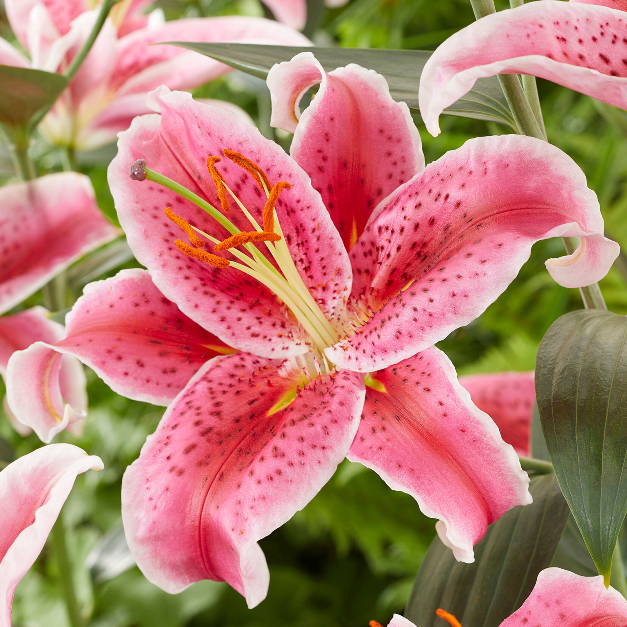Lily, Oriental Hybrid, Stargazer, Pack of 3