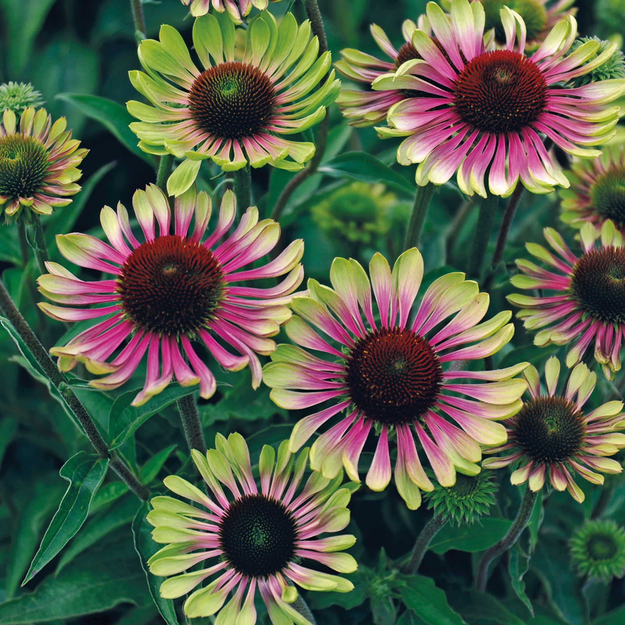 Echinacea, Green Twister