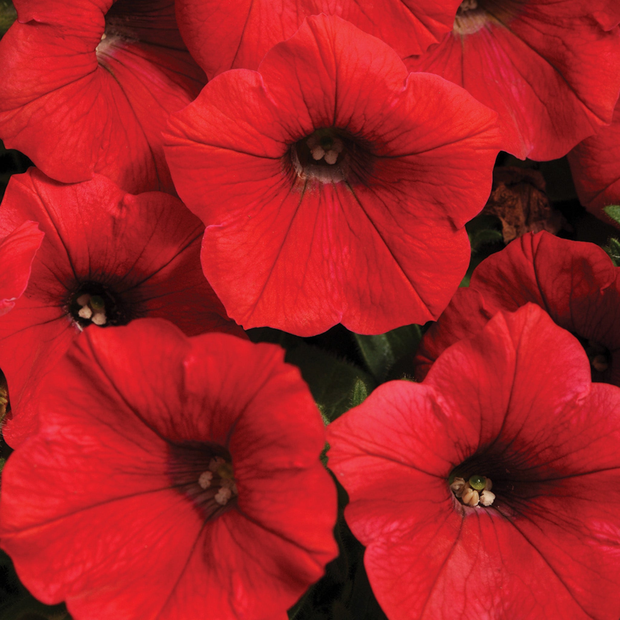 Petunia, Shock Wave® Red Hybrid