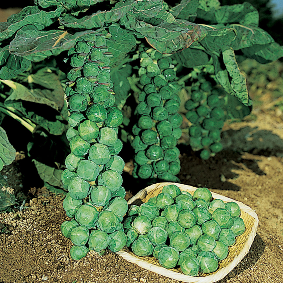 Brussels Sprouts, Jade Cross Hybrid