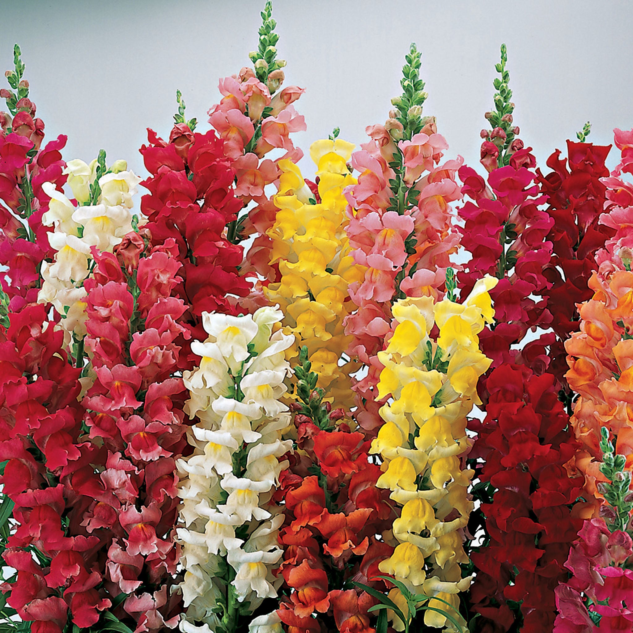 Snapdragon, Liberty™ Classic Hybrid Mix