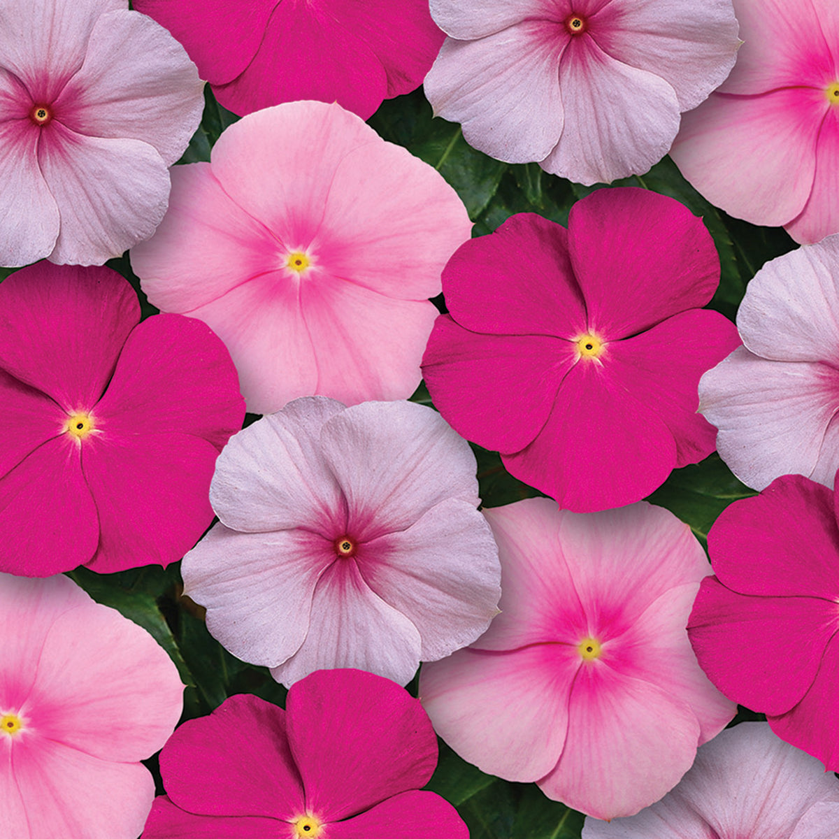 Vinca, Titan™ Bubble Gum Mix Hybrid