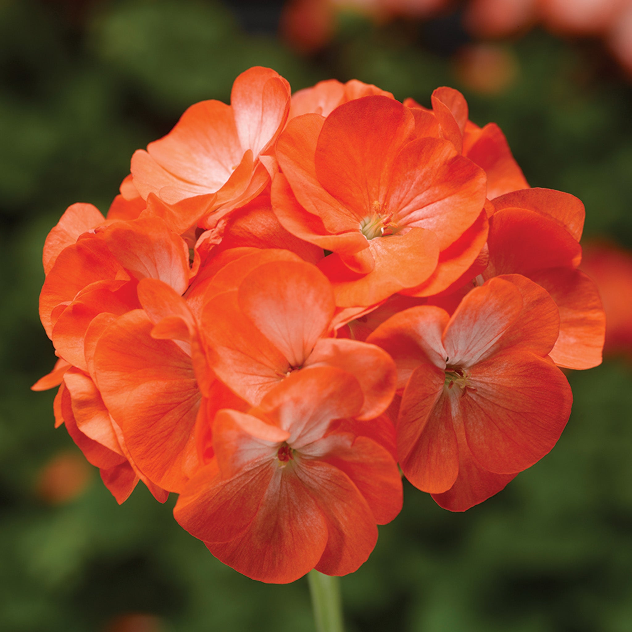 Geranium, Pinto™ Premium Orange Bicolor Hybrid