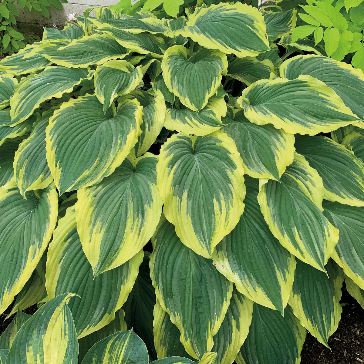 Hosta, Drop-dead Gorgeous