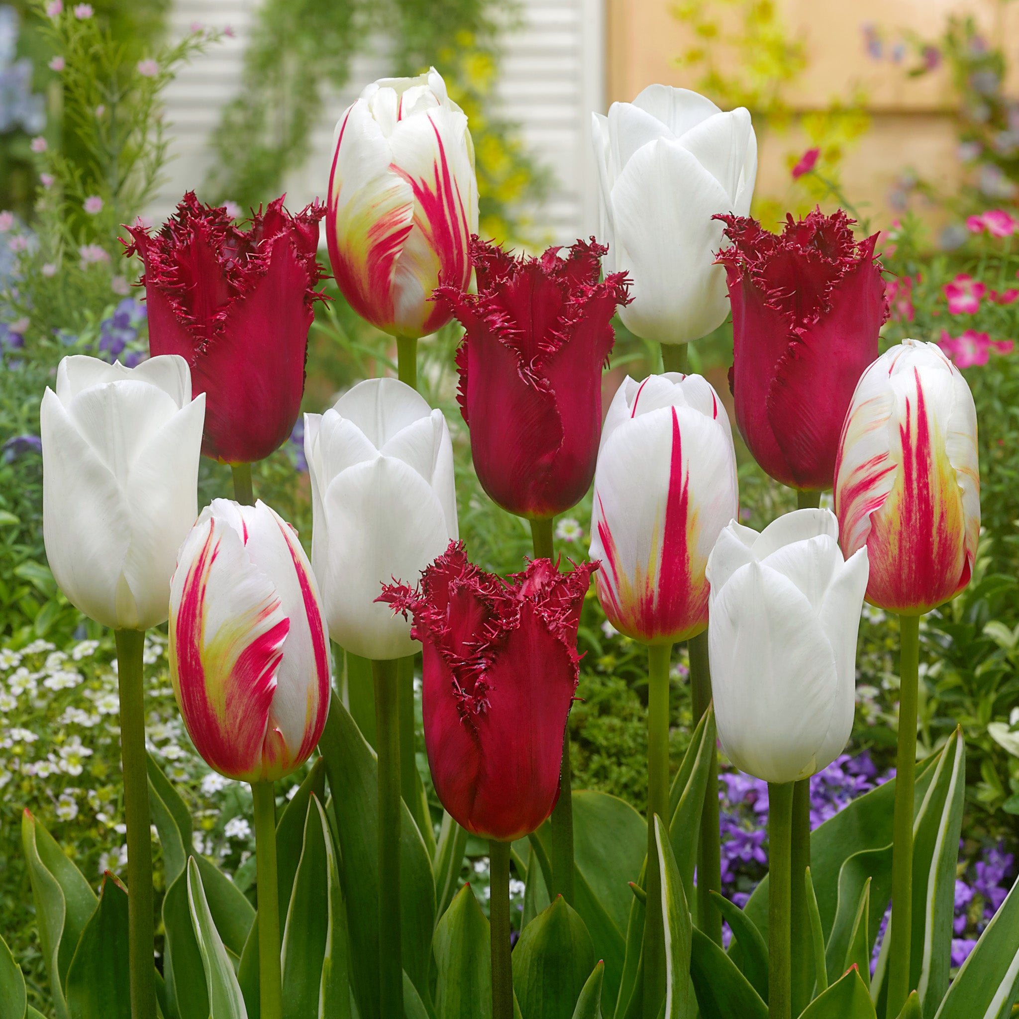 Tulip, Sweet Swirl Blend, 10 Pack