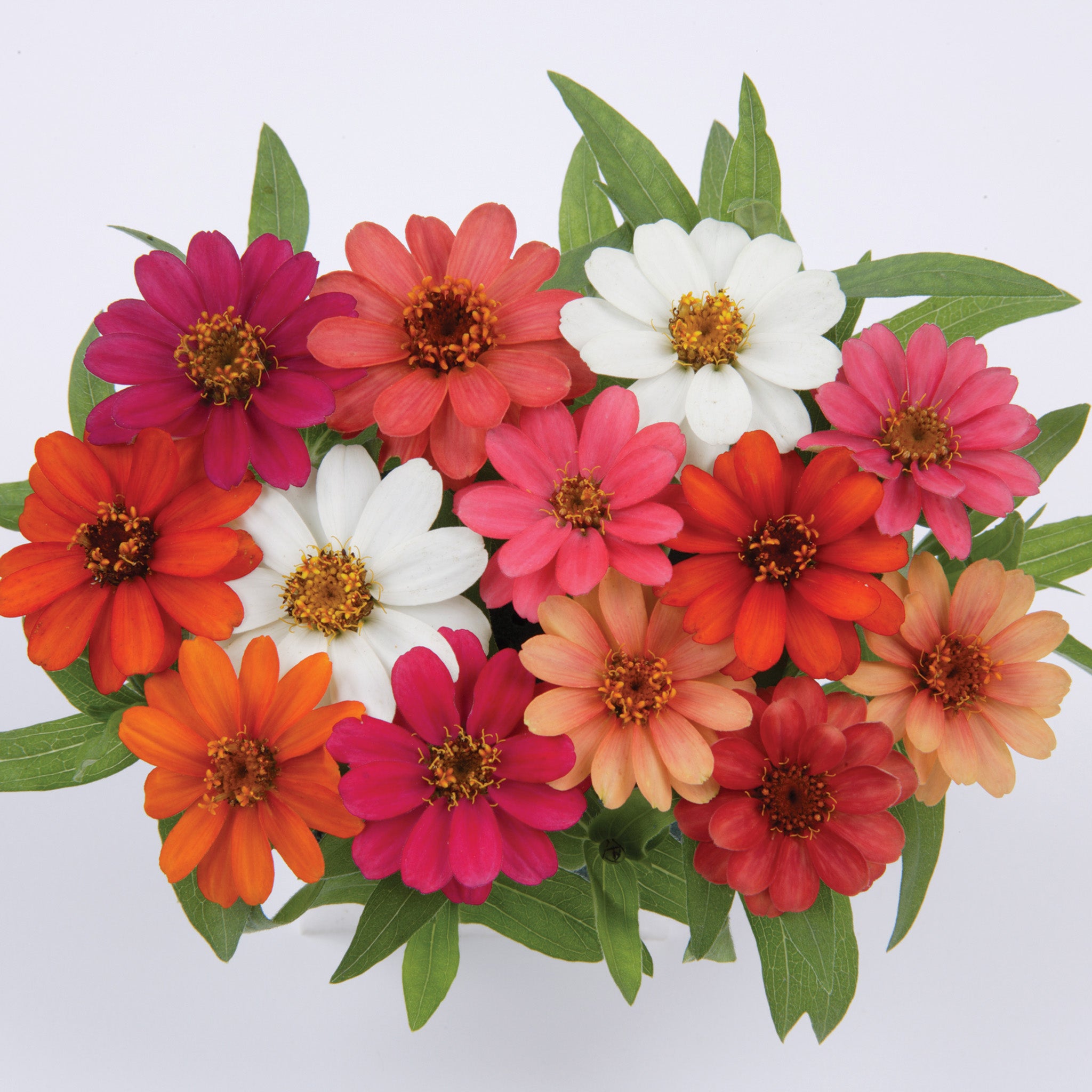 Zinnia, Profusion Mix Hybrid