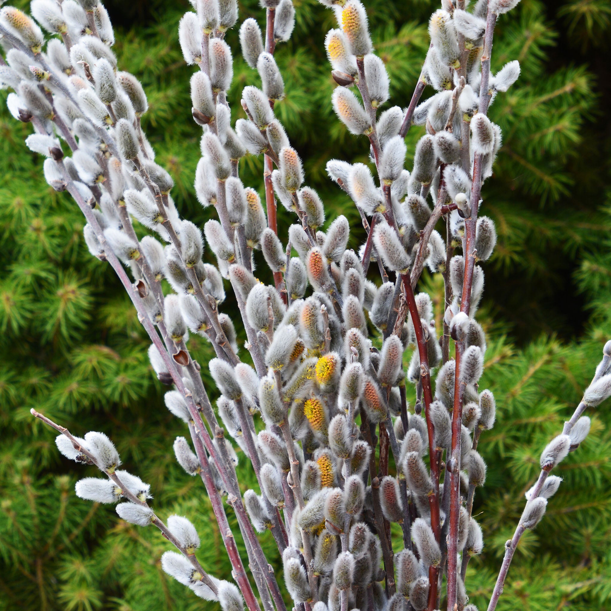 Pussy Willow, Giant Flowered
