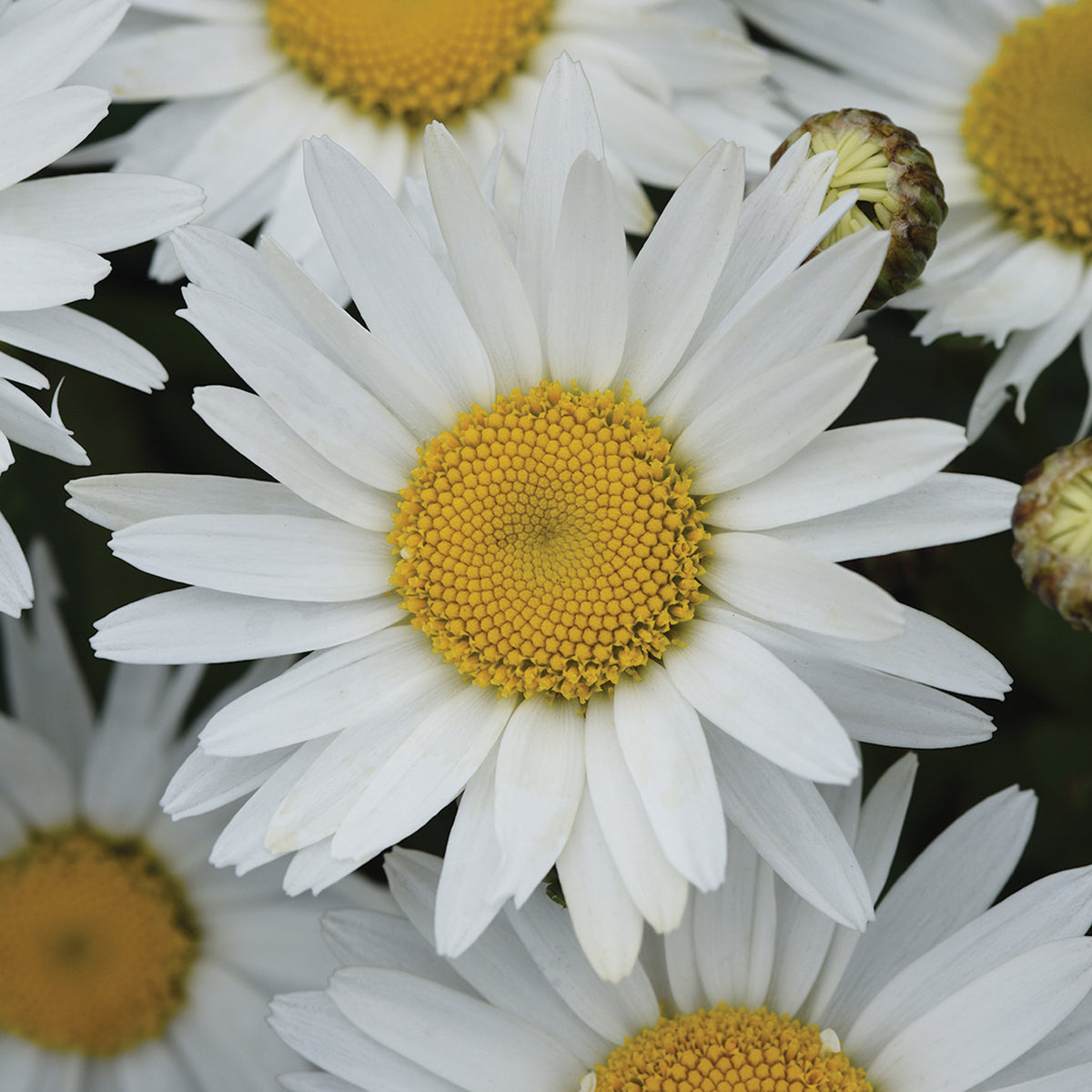 Shasta Daisy, Madonna.