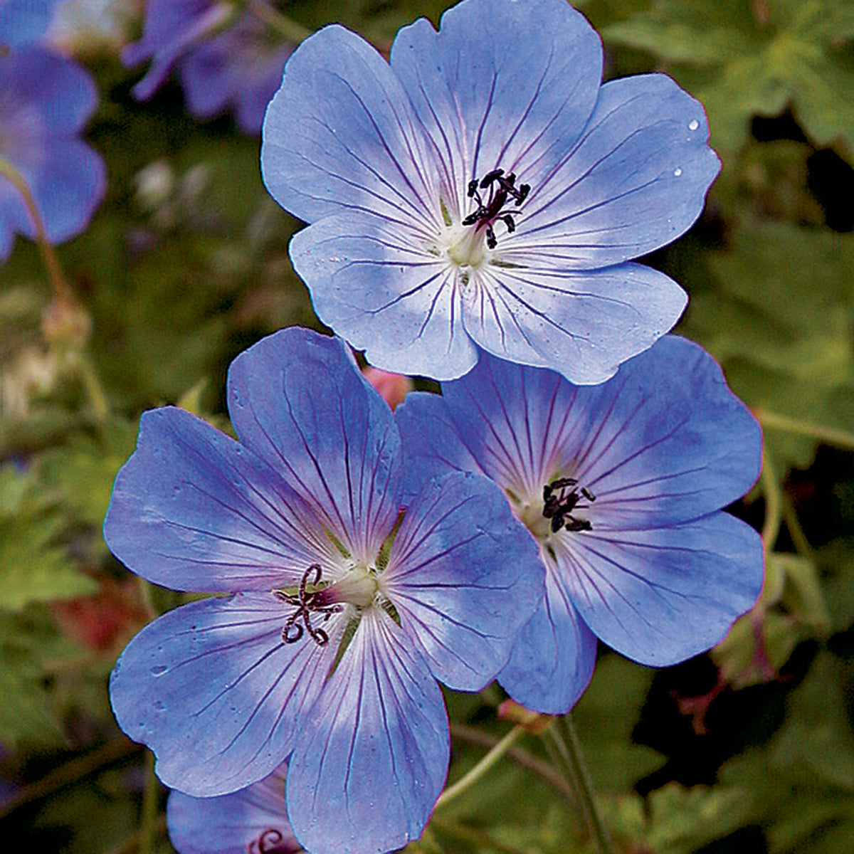 Hardy Geranium, Rozanne