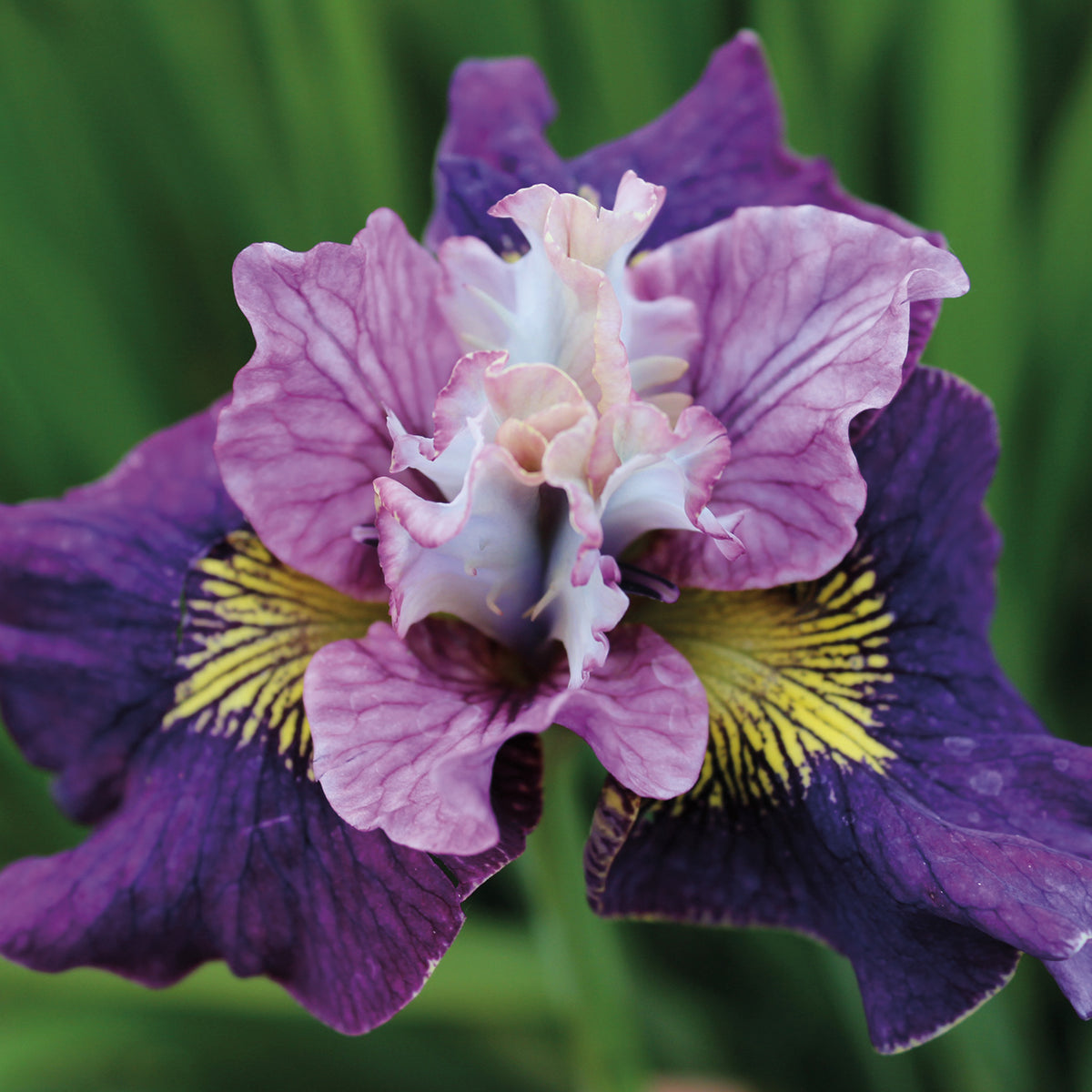 Iris, Siberian, On Mulberry Street