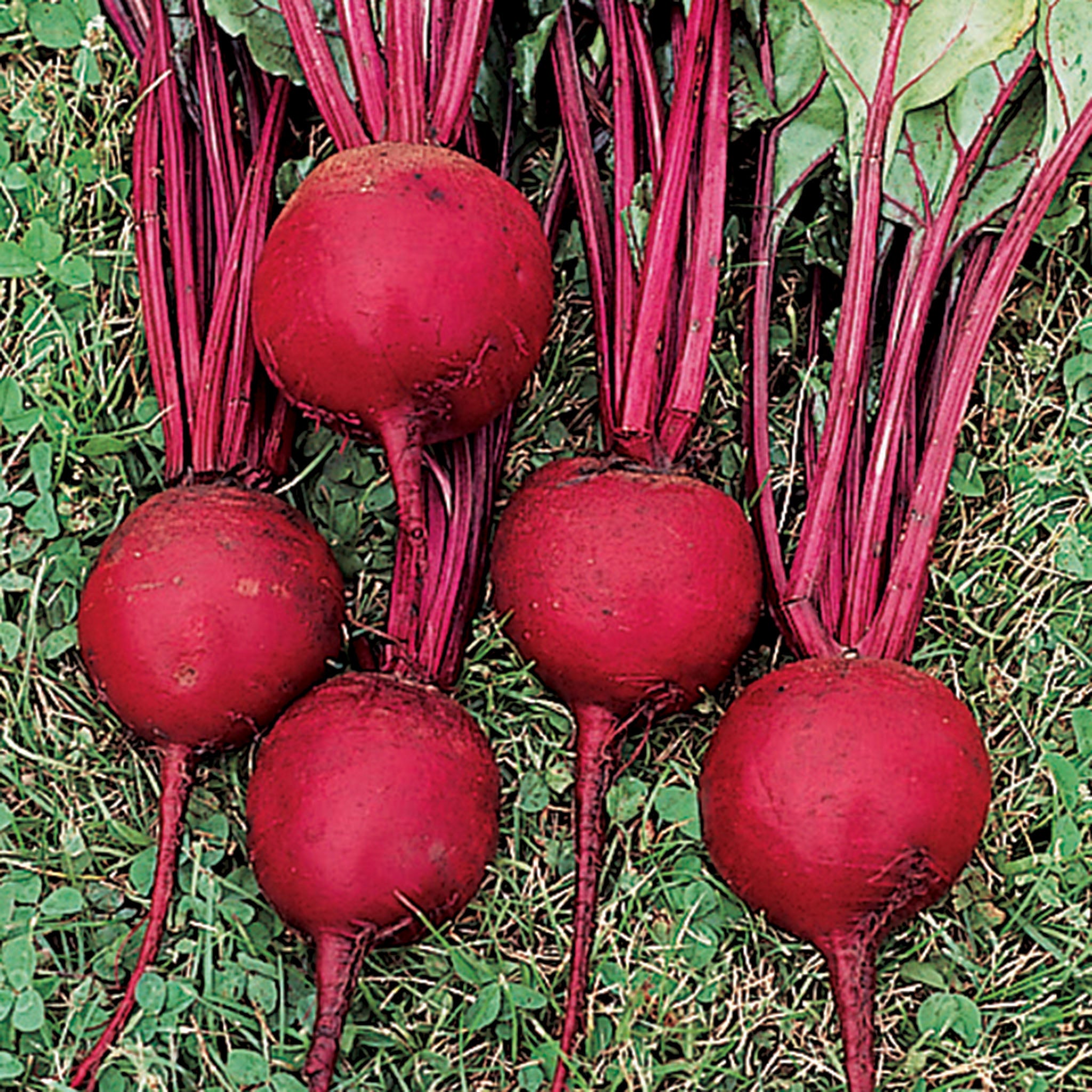 Beet, Ruby Queen
