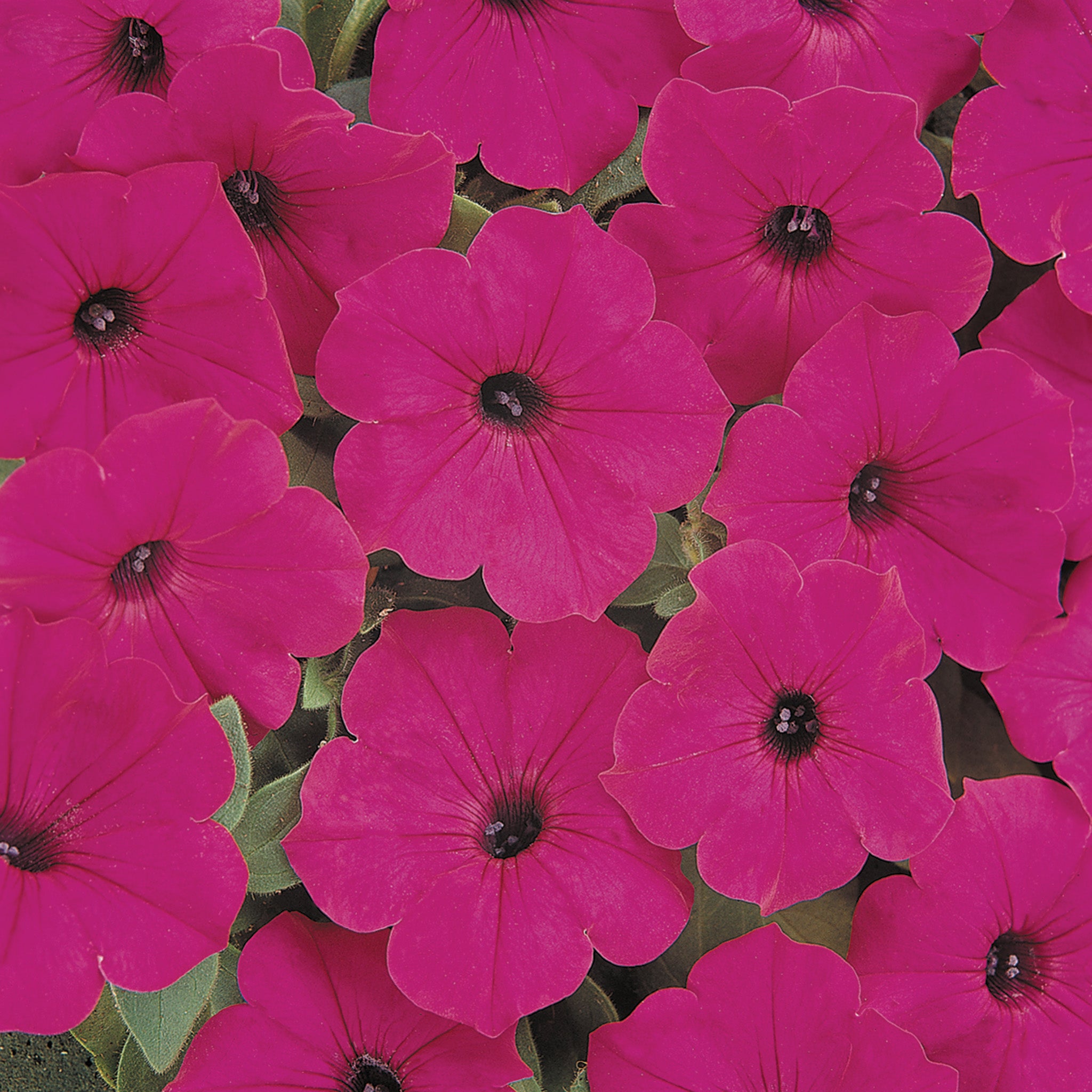 Petunia, Tidal Wave® Purple Hybrid