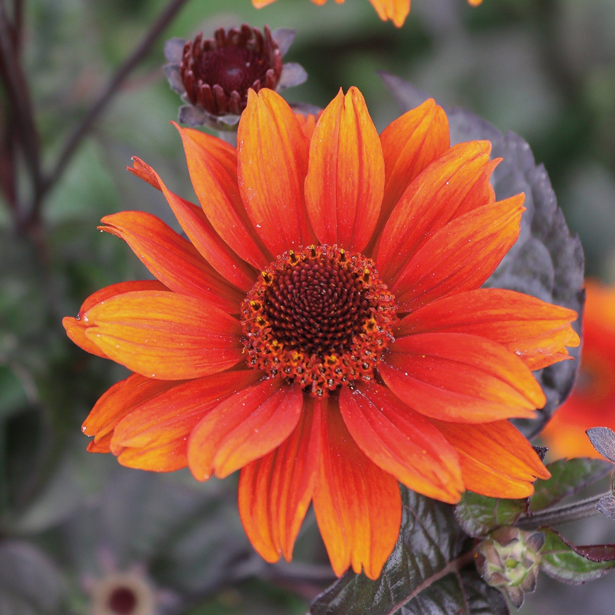 Heliopsis, Red Shades