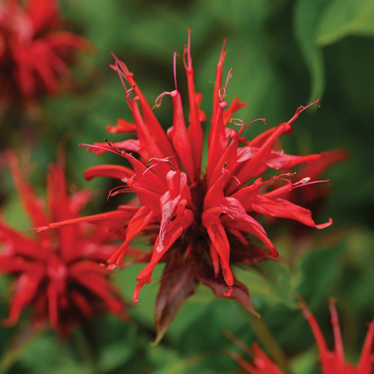 Monarda, Jacob Cline