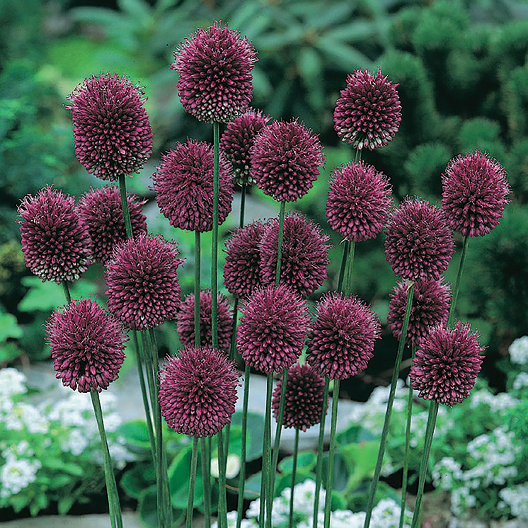 Allium, Drumstick, 25 Pack
