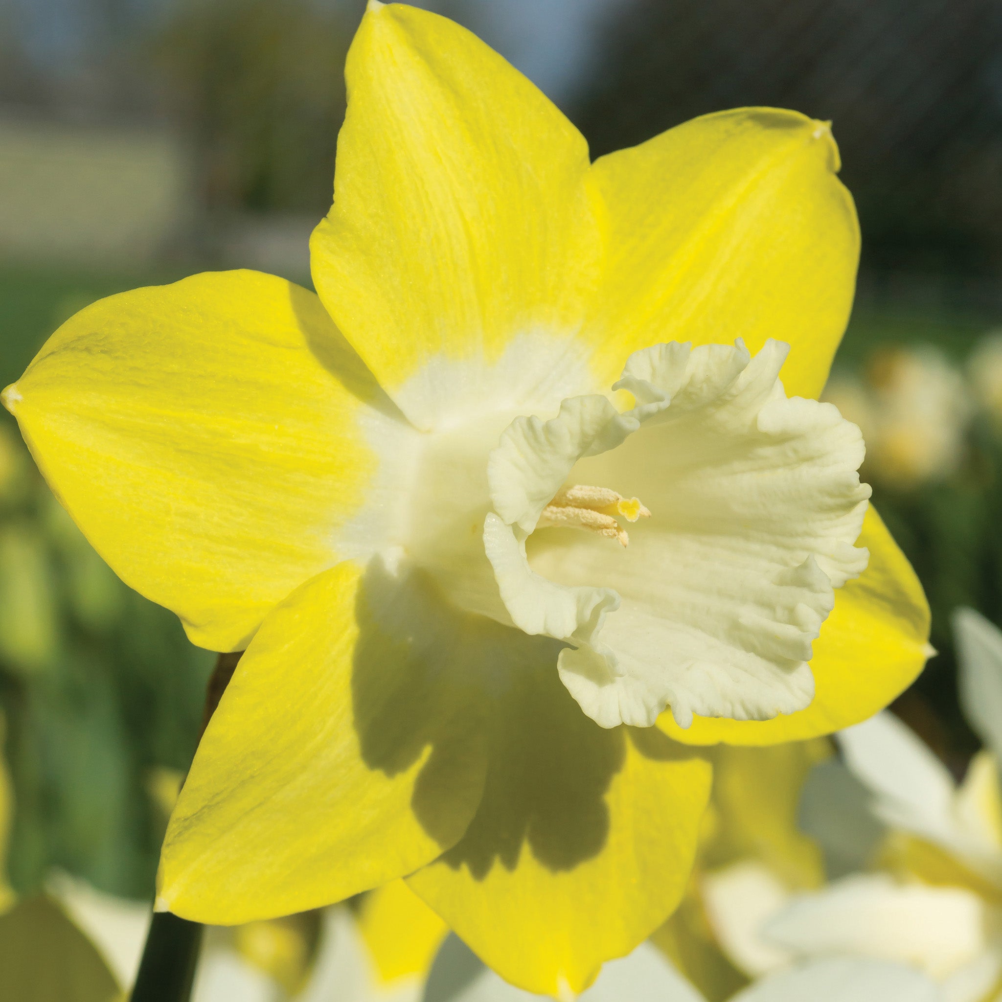 Daffodil, Teal, 10 Pack