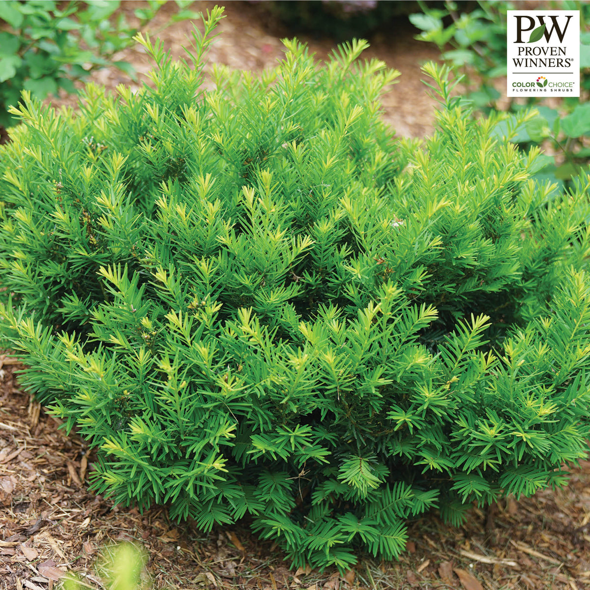 Yew, Stonehenge Dark Druid®