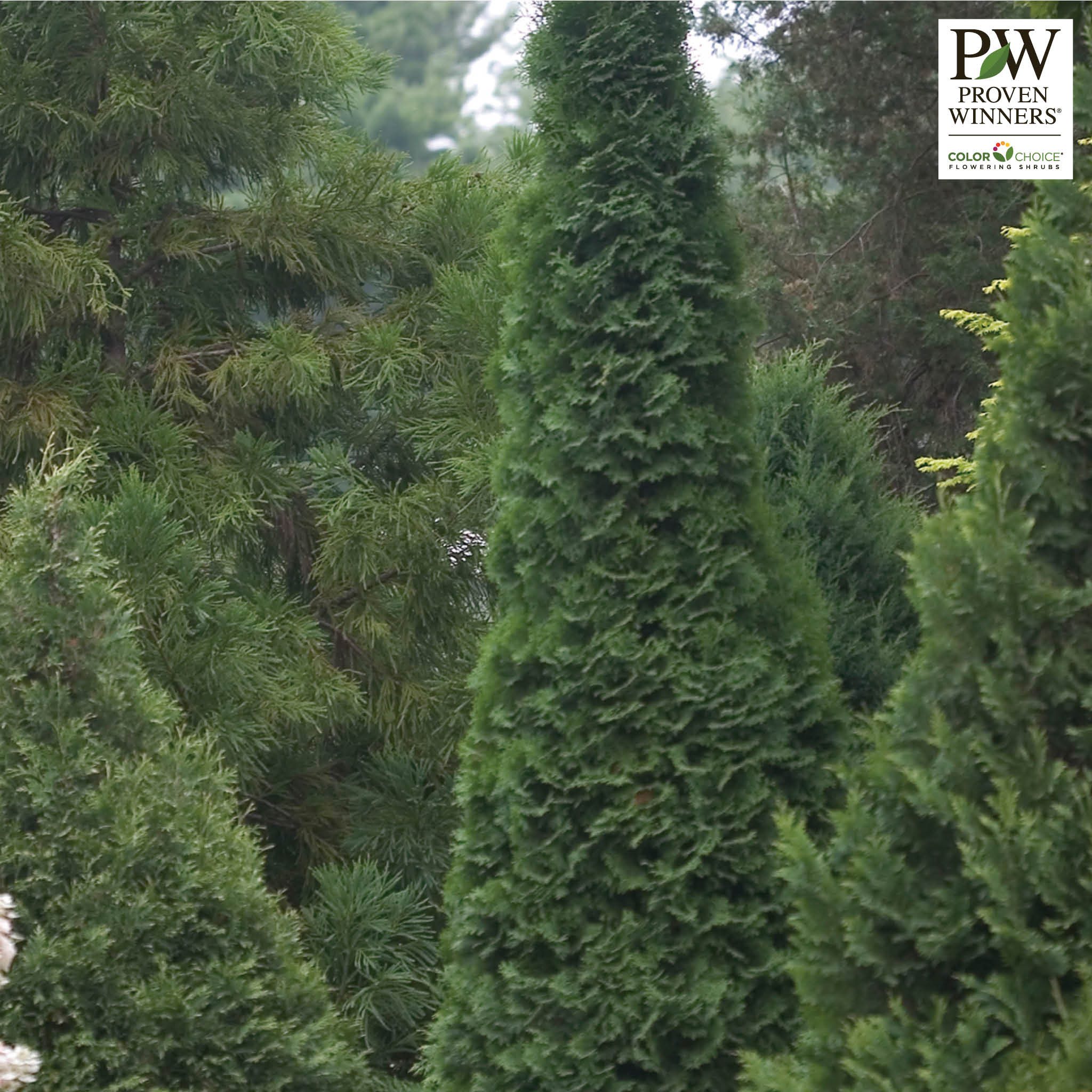 Arborvitae, North Pole®
