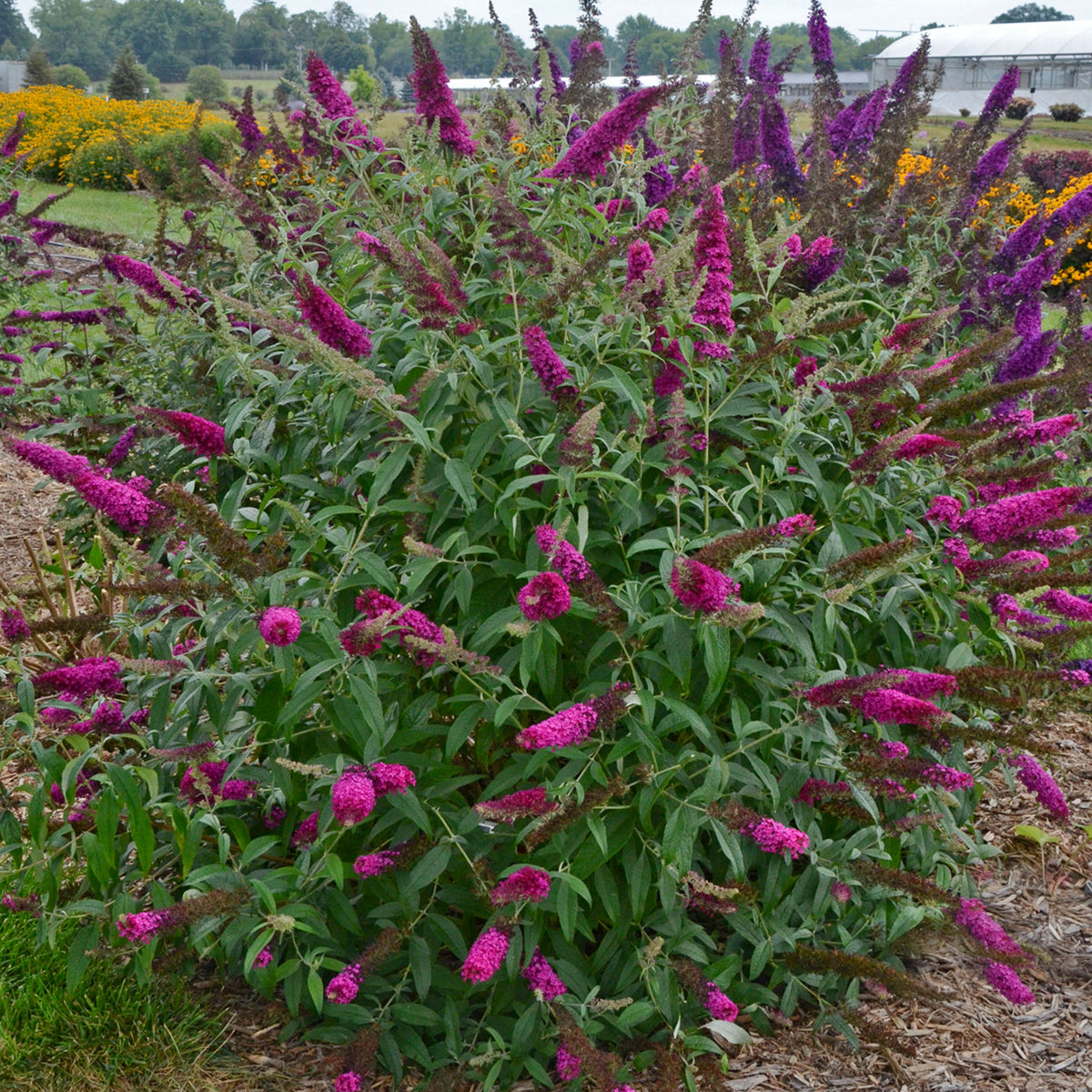 Butterfly Bush, Monarch® Queen of Hearts