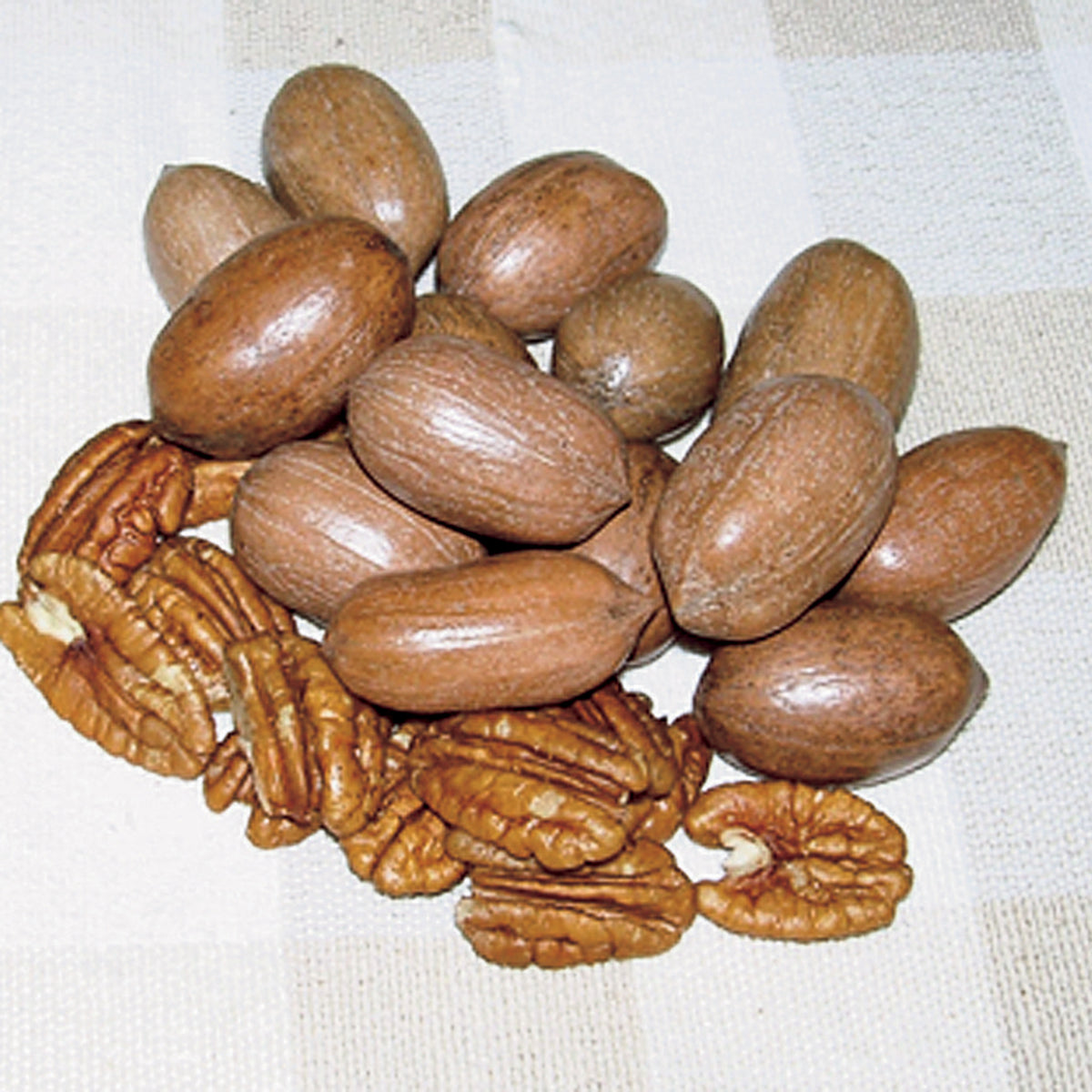Pecan, Hardy, Stuart