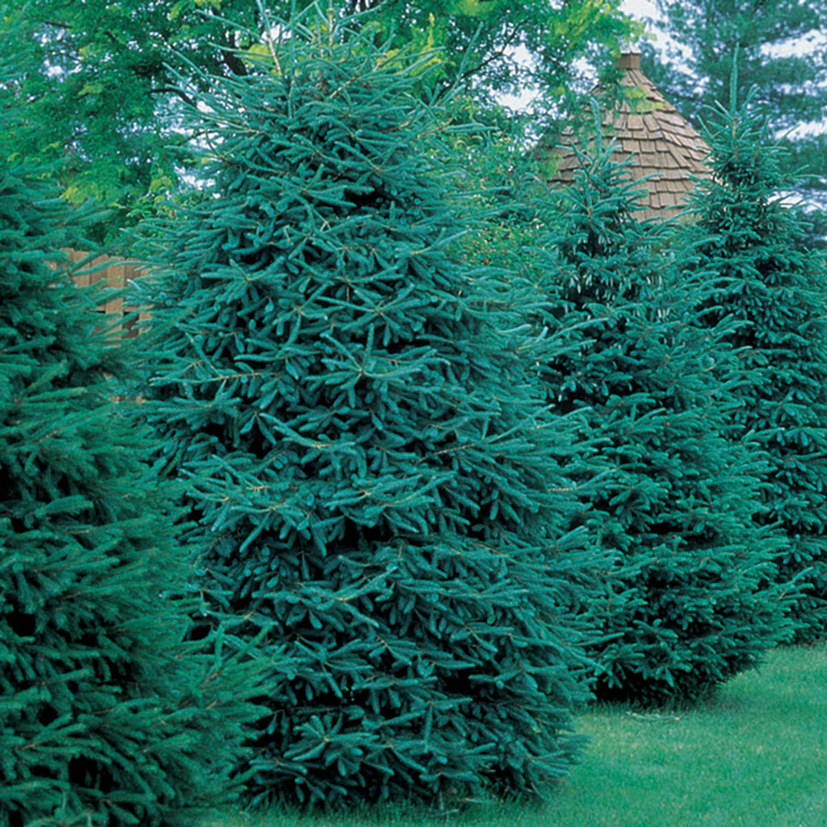 Spruce, Black Hills, 10 Seedlings