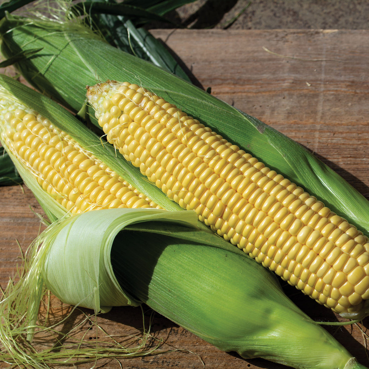 Sweet Corn, Northern Xtra Sweet Yellow Hybrid, Treated