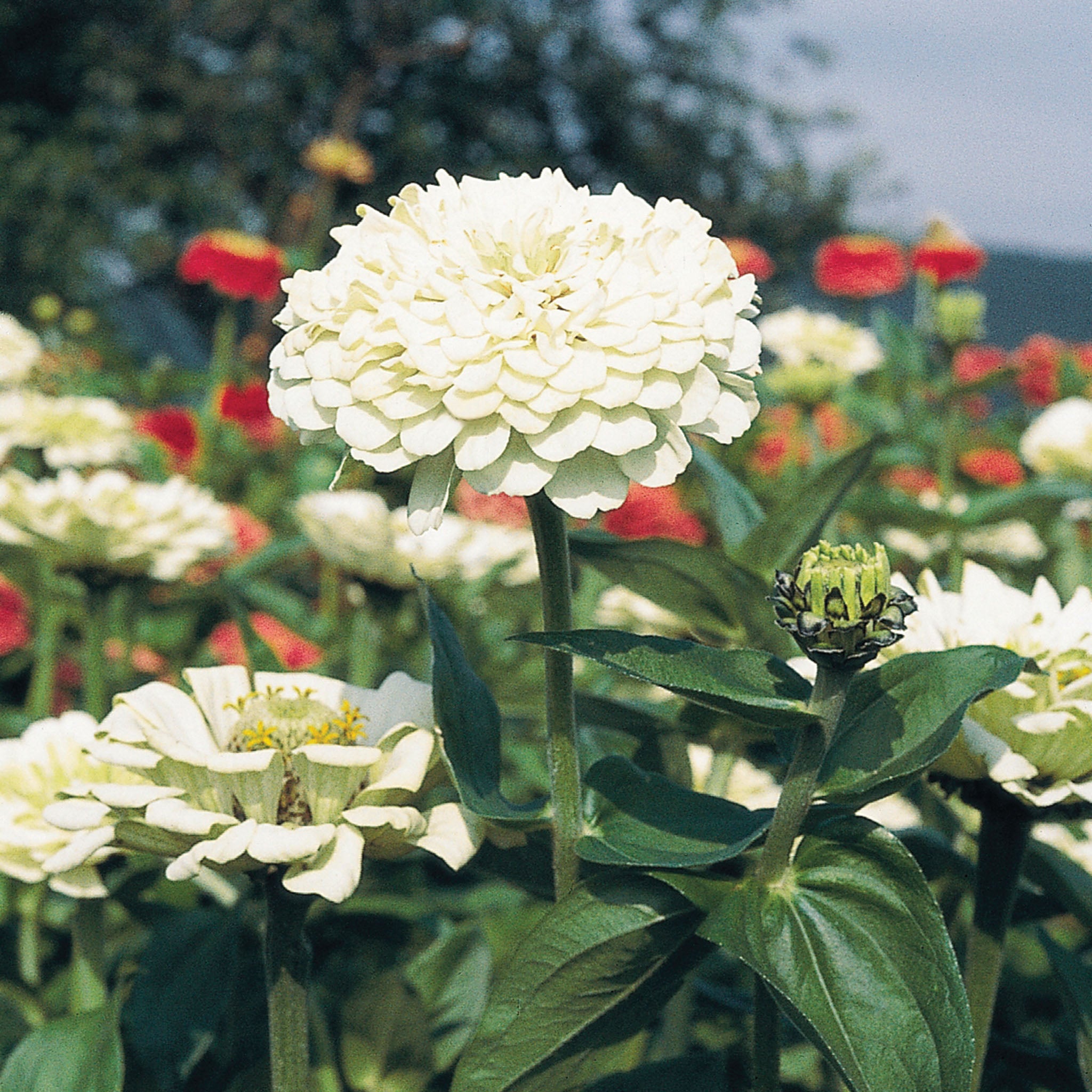 Zinnia, Benary's Giant White