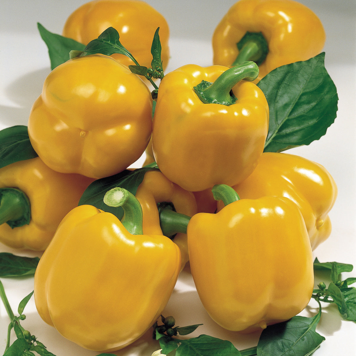 Pepper, Goliath™ Goldrush Hybrid