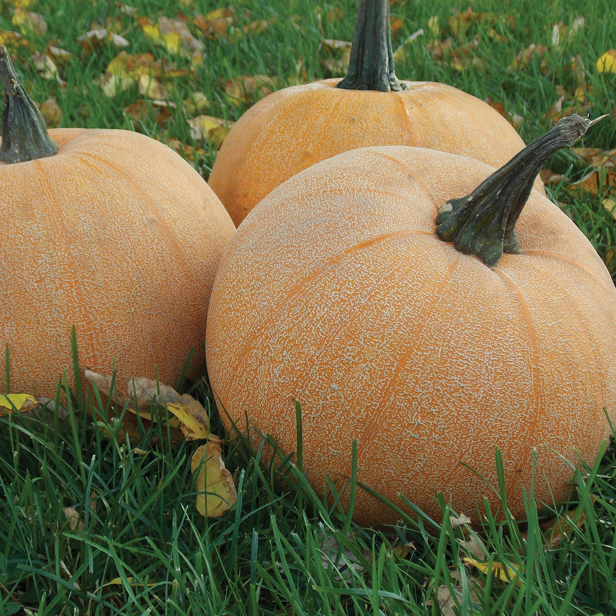 Pumpkin, Winter Luxury Pie