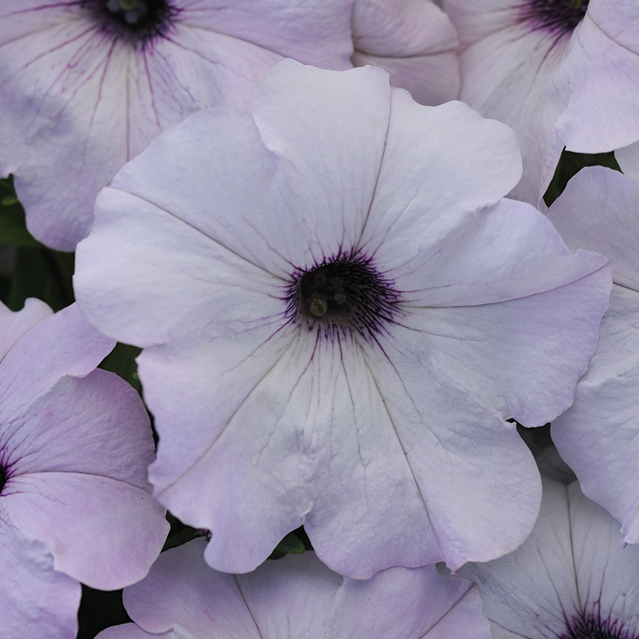 Petunia, Easy Wave® Silver Hybrid